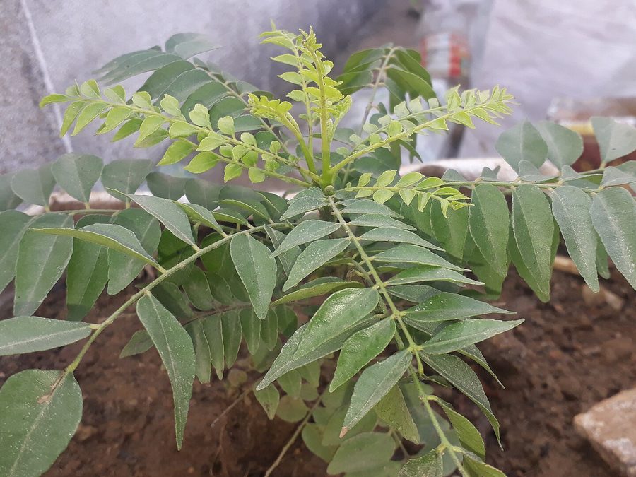 Fresh curry leaves