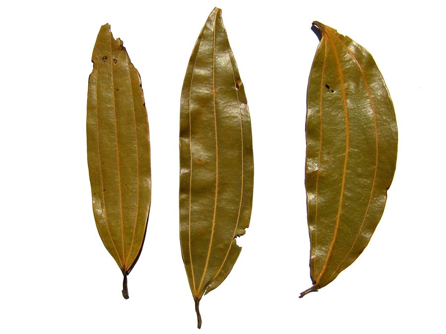 Bay leaves
